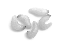 화랑곡나방의 애벌레